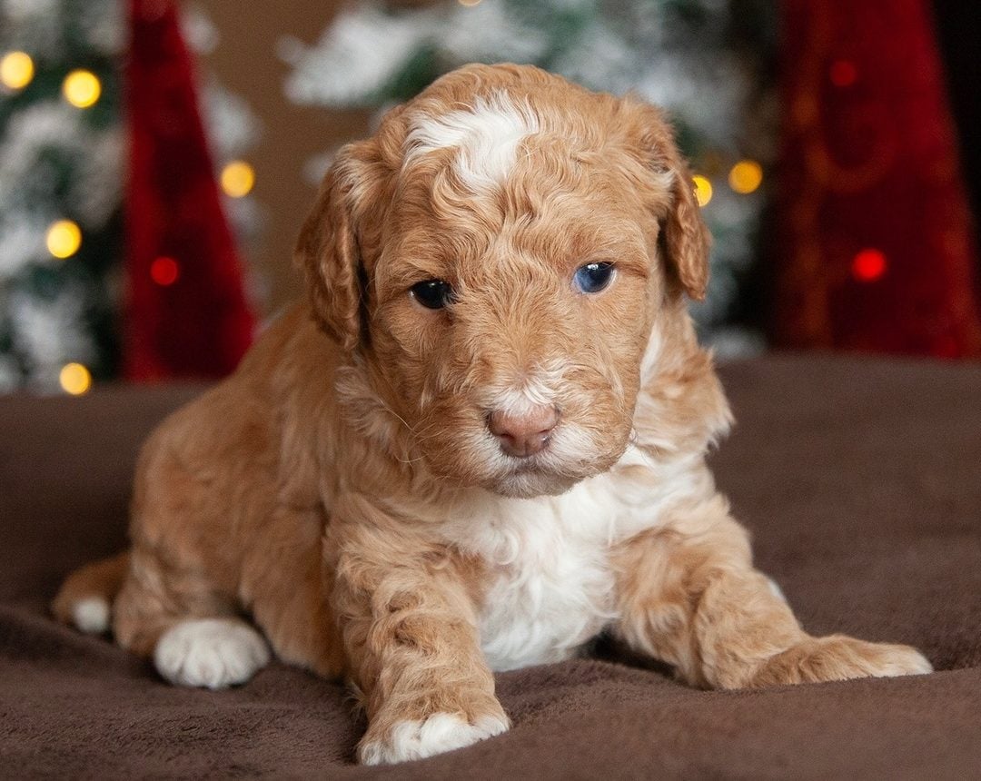 Discover Loving Puppies Ready For Adoption This Black Friday Sale
